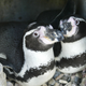 Two male penguins “Sechs Punkt” (Six Point) and “Schraegstrich” (Slash) cuddle at the Bremerhaven zoo in Germany.
